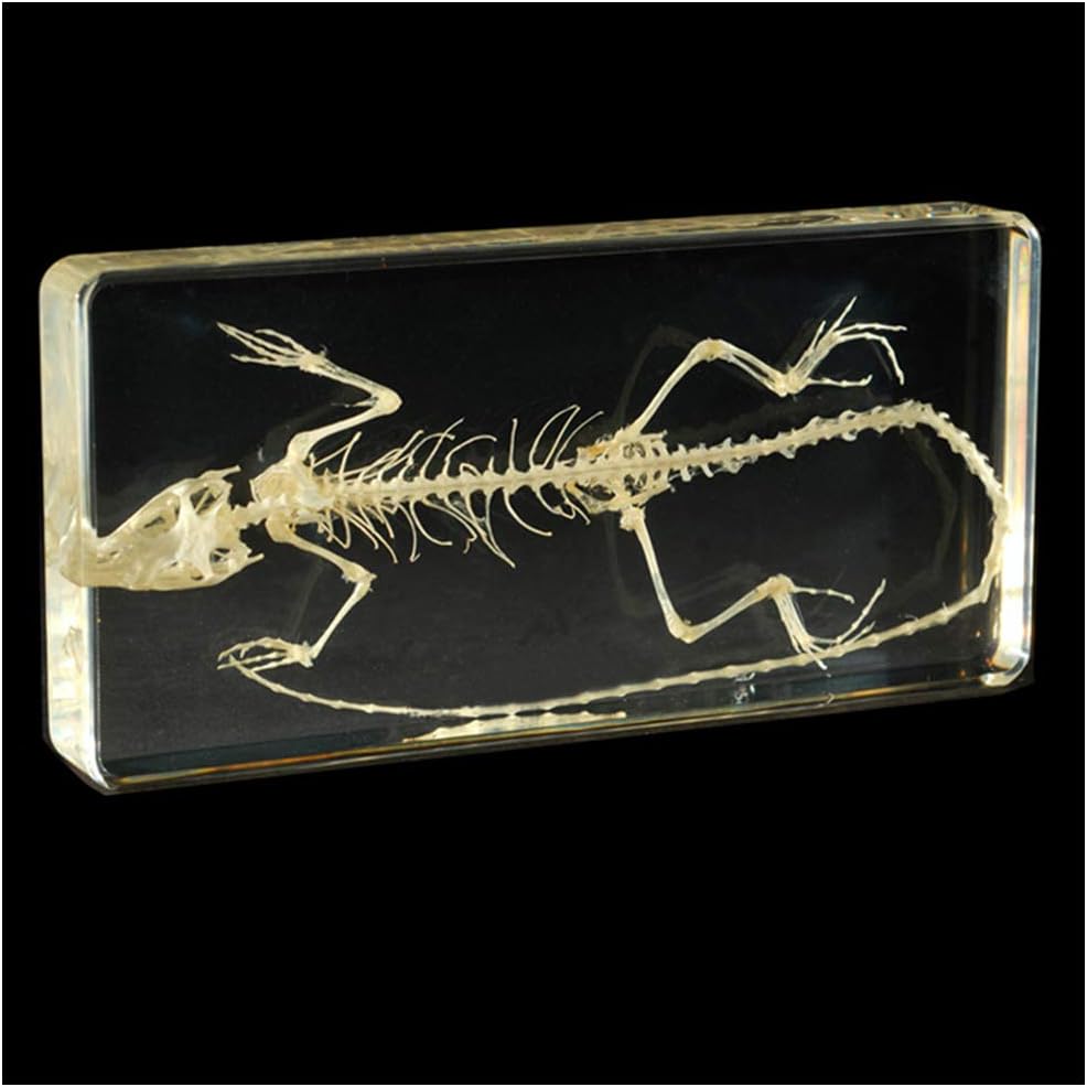 任天堂 花札 金天狗 ジャンクです 昭和 花札 当時物 金天狗 任天堂