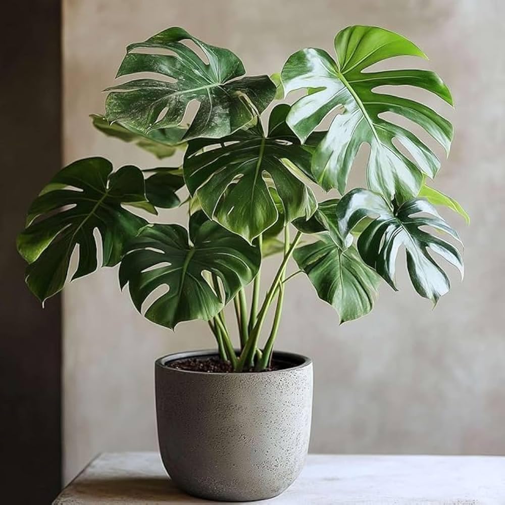 Monstera Deliciosa Live Indoor Plant with Grow Bag | Air Purifying, Tropical Houseplant, Lush Green Foliage, Pack of 1, Home and Office Decor-image-39