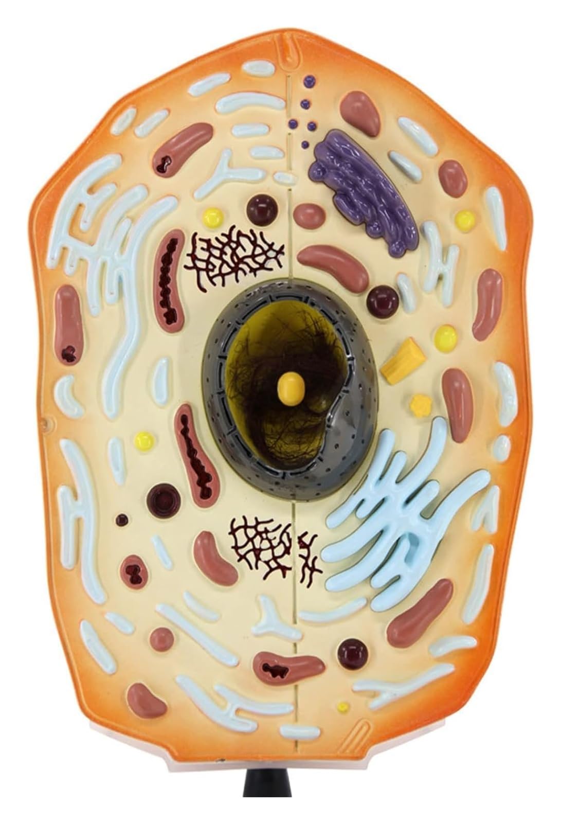 Anatomisches Tierzellmodell-Set, Biologie-Lehrausrüstung for die Oberschule