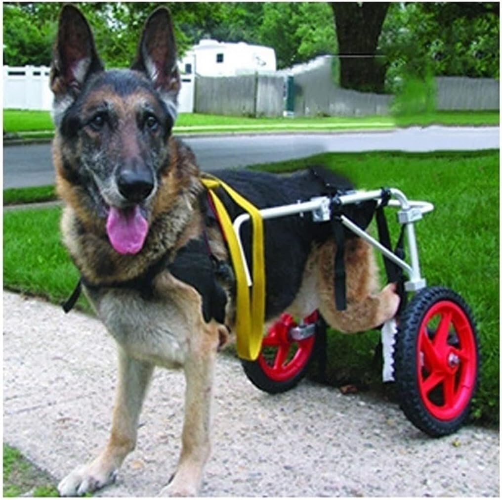 Fauteuil roulant pour grands chiens réglable et chariot de rééducation