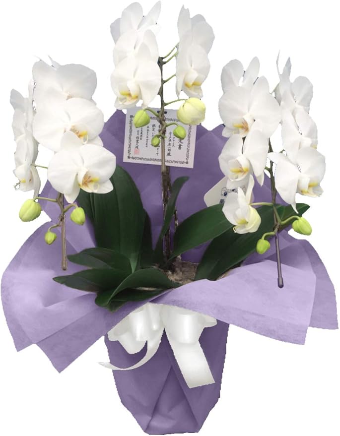 絶品 花鉢 お供え胡蝶蘭 供花 仏花 法事 仏事 命日 花キューピットのお供え胡蝶蘭 5本立 つぼみを含む50輪以上 Riosmauricio Com