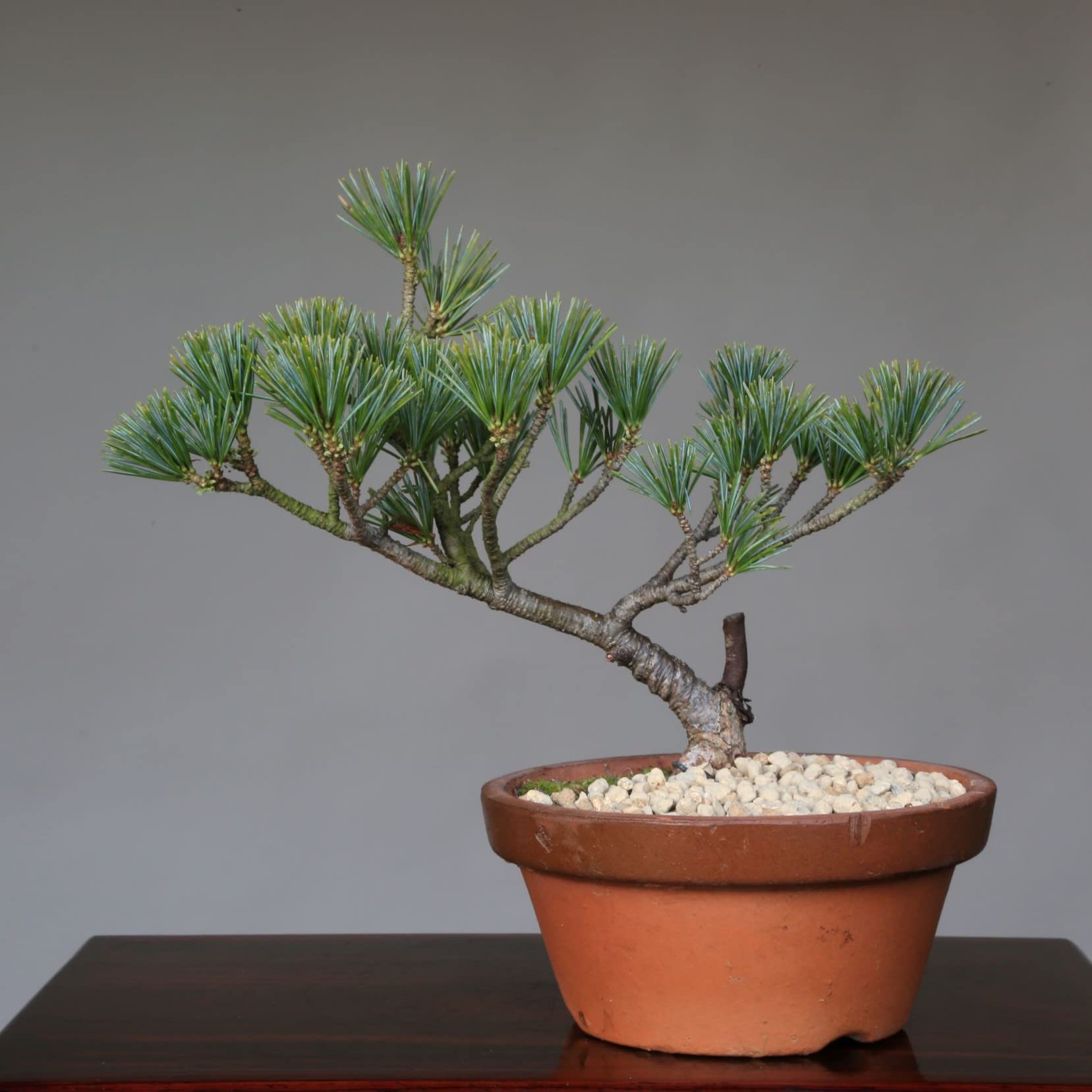 吾妻五葉松 』大巓性／樹高14.5㎝／小品盆栽／五葉松 』