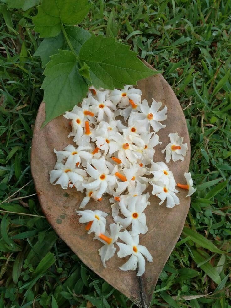Golden Bloom Hybrid High Fragrance Night-flowering Jasmine and Coral Jasmine worldwide, Shiuli Phool – Harsingar – Parijat Flower Plant Pack Of 1 Plant Height 1 FT (B0CKXCDLLX) Amazon Price History, Amazon Price Tracker