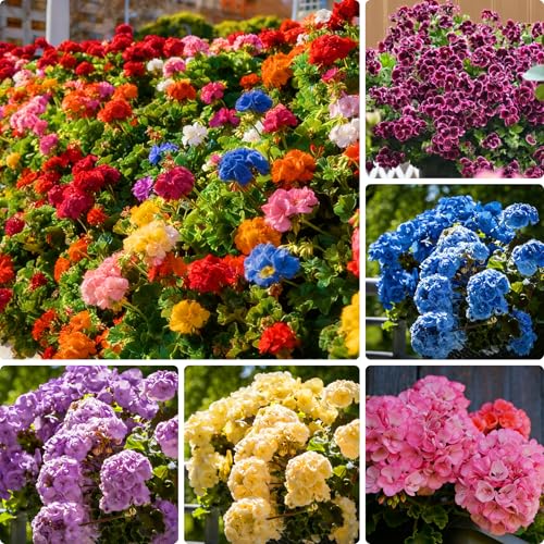 Mixrug Mix Double Geranium Seeds for Planting 40+pcs Rare Perennial Hardy Geranium Flowers Seeds Plants Non-GMO Heirloom Hummingbirds Open Pollinated Blooms Flowers Plants for Home Garden Outdoors
