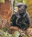 Folkmanis Baby Black Bear Hand Puppet, 1 EA