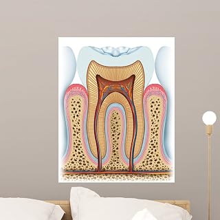 Wallmonkeys WM128558 Anatomy of The Tooth Peel and Stick Wall Decals, 24" H x 19" W-Medium