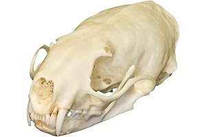 Real Weasel Skull From Skulls Unlimited International