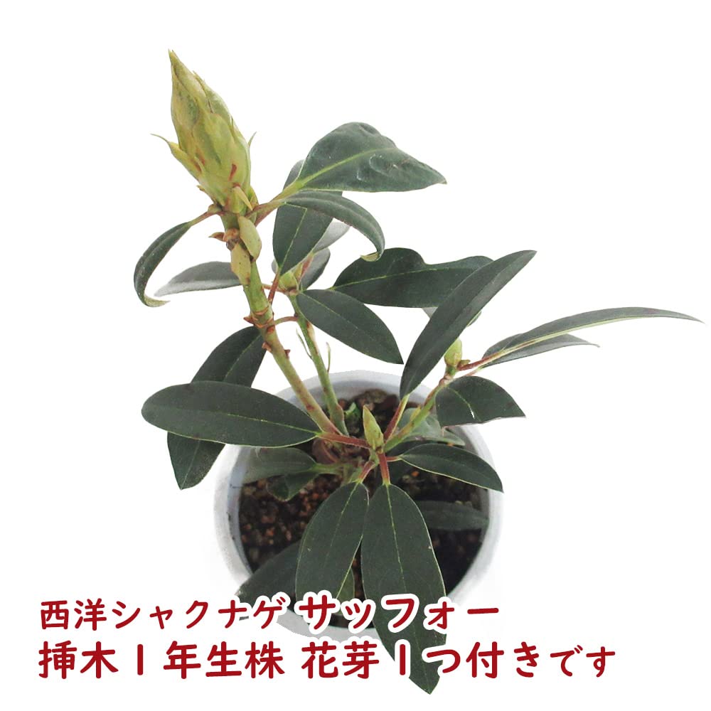 Amazon.co.jp: 蕾付き 【選べる大輪種】 西洋シャクナゲ 大輪種