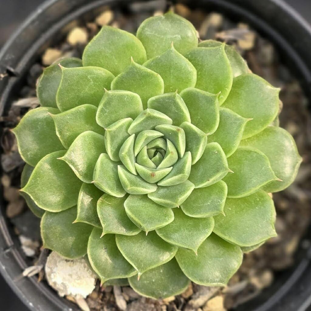 Amazon.co.jp: エルマノ 7.5cmポット 多肉植物 エケベリア Echeveria