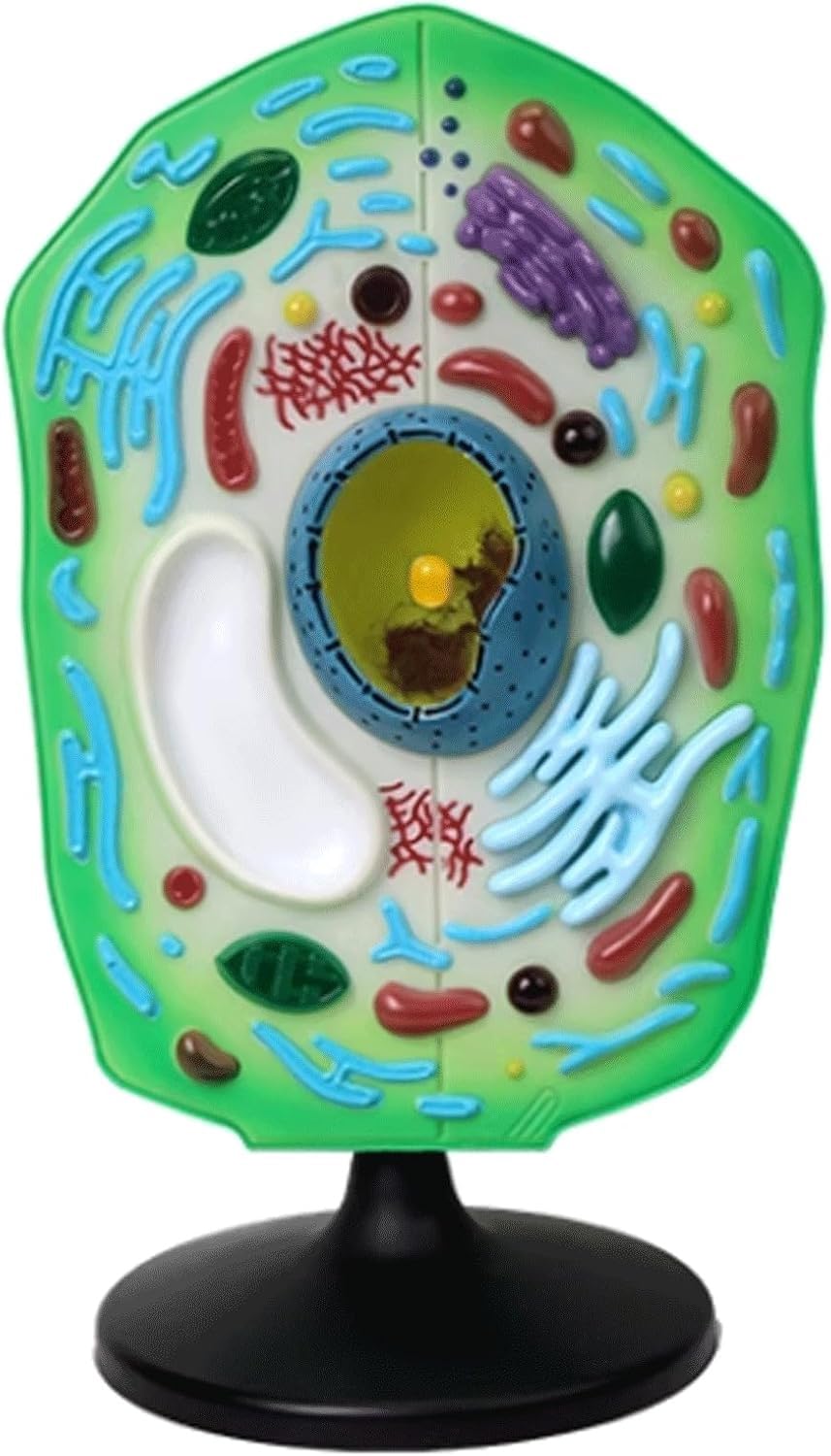 Model anatomiczny komórki roślinnej, wyjmowany model organelli chloroplastowych, stereoskopowe narzędzie dydaktyczne do prezentacji w ramach nauczania biologii.
