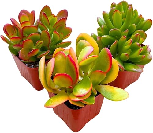 Miniatura 4 de Plantas suculentas Planta de jade vivo de 2 pulgadas, colección misteriosa, colección de iniciación de plantas de jade vivo, plantas suculentas