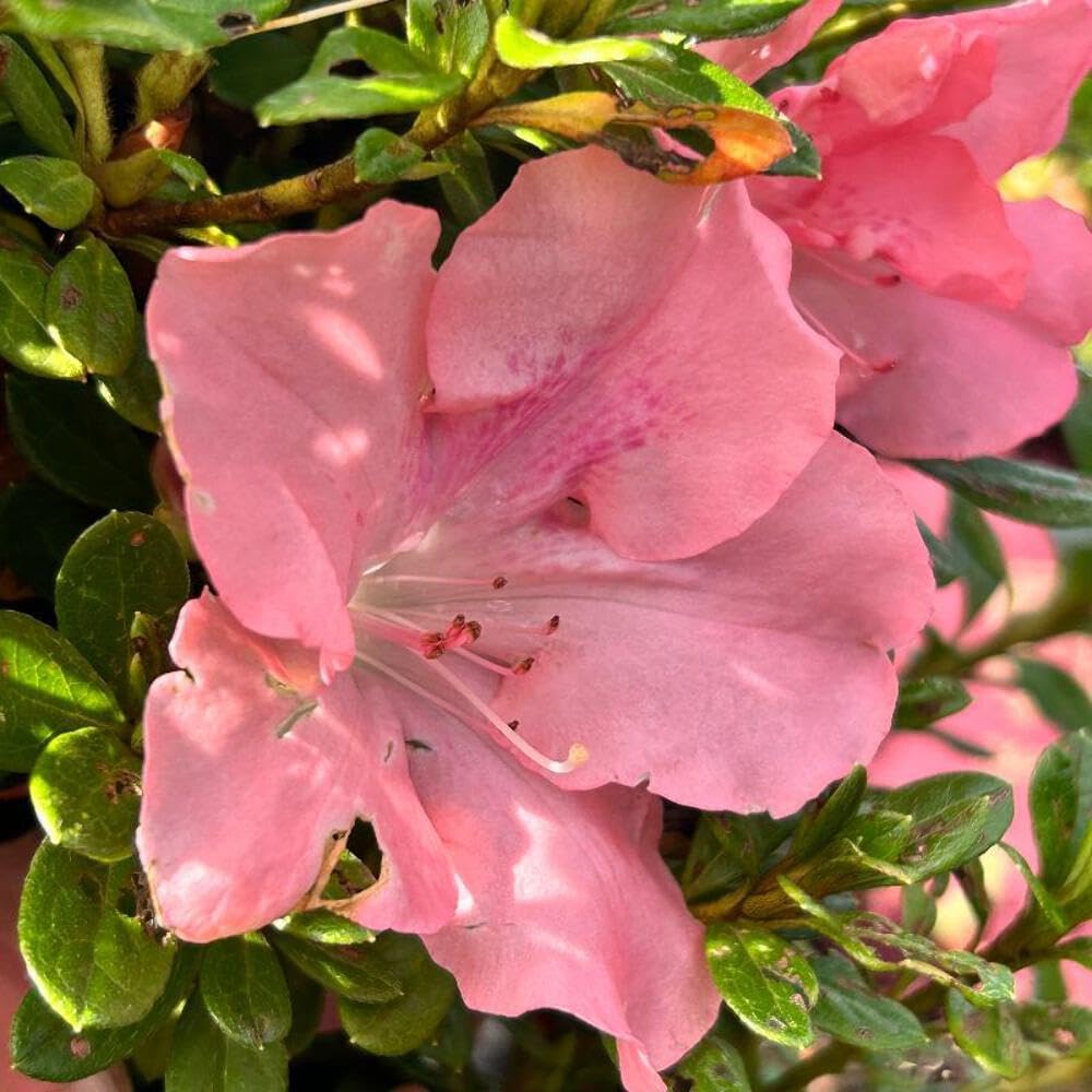 Azalea Encore Autumn Debutante, 3 Gallon, Pink Flowering Evergreen Shrub