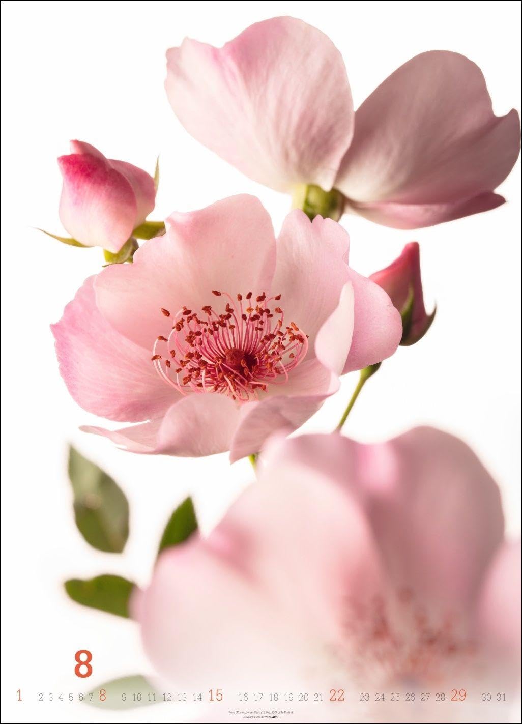 Blütenbilder Kalender 2027: Großer Jahres-Wandkalender mit stilvollen Fotos prachtvoller Blüten. Blumen-Kalender für die Wand. 49 x 68 cm. Hochformat