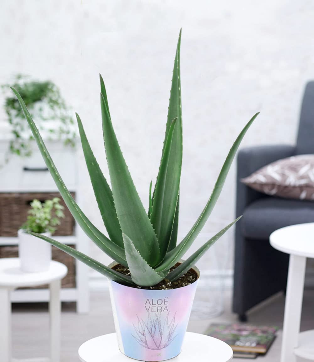aloe vera manos Aloe Vera (78%) Repairing Hand Cream – ATALAYA BIO