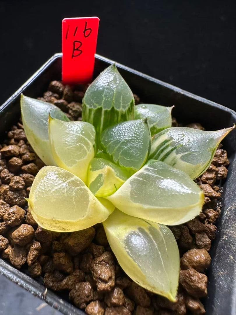 Amazon｜116b 多肉植物 ハオルチア さそり大帝錦 自家繁殖 抜き苗