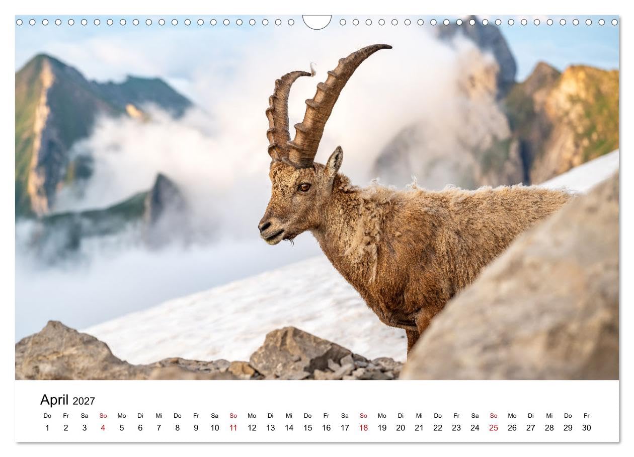 Steinböcke - Eindrückliche Könige der Alpen (Wandkalender 2027 DIN A3 quer), CALVENDO Monatskalender: Stolze Steinböcke in den Schweizer Alpen (CALVENDO Tiere)