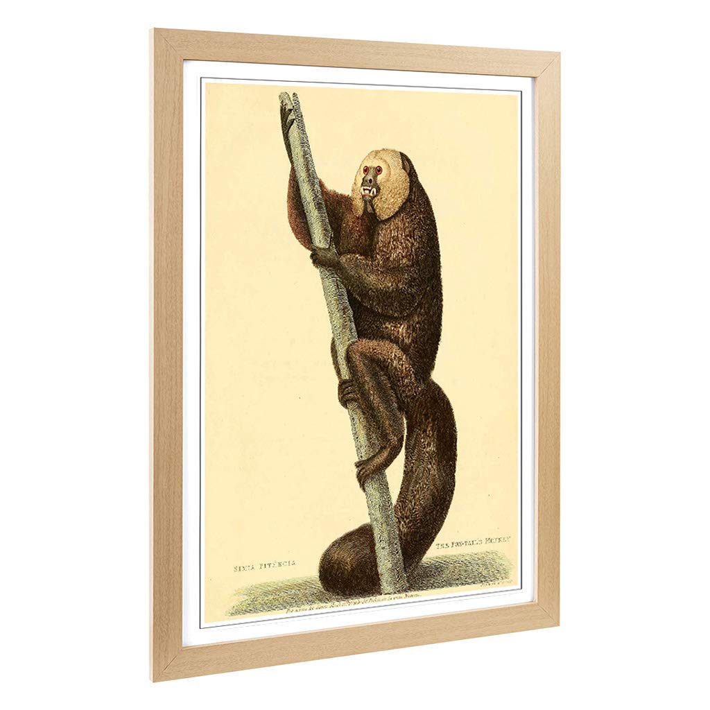 Big Box Art Framed Print of Vintage Edwards. S.T. Fox-Tailed Monkey Design | Wall Art Picture | Home Decor for Kitchen, Living Room, Bedroom, Hallway, Oak, A2 / 24.5x18 Inch / 62x45cm