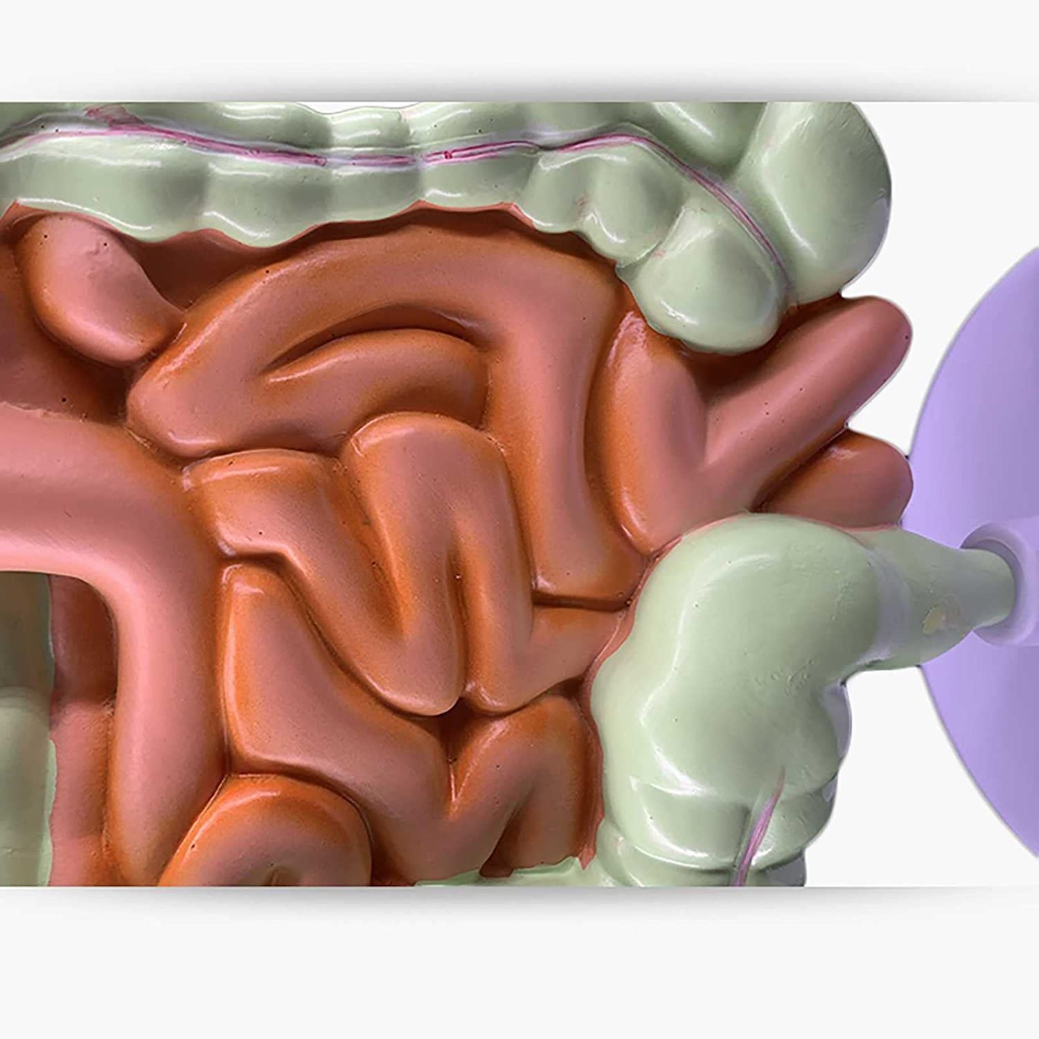 Modello intestinale colorettale Modello autonomo di digestione Umana, intestino crasso e Due organi rettali e duodenali e intestinali. Anatomia gastrointestinale Speciale Medica