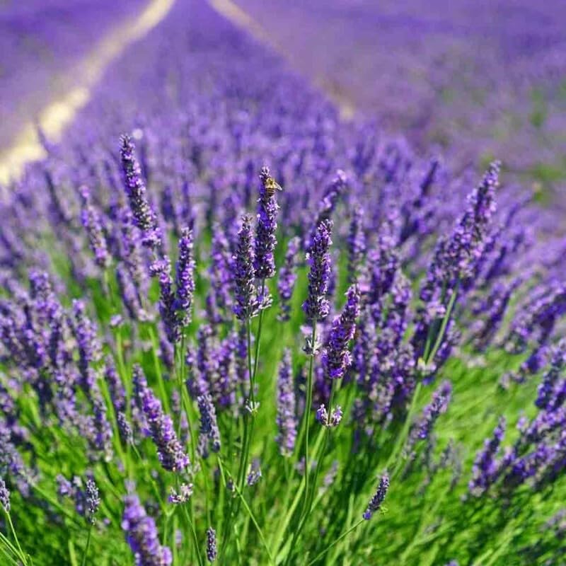 25 x Lavendel Essence Purple – Lavandula angustifolia 'Essence Purple' – Winterharte Duftpflanze im 1L Topf (10-20 cm Höhe) – Mehrjährig & Bienenfreundlich