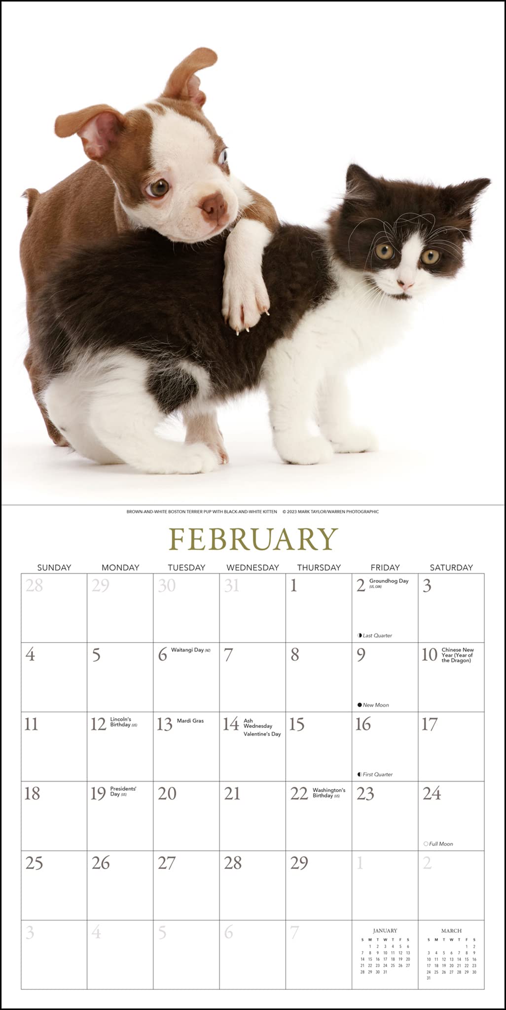 Amazon.com: Gladstone Media, Puppies & Friends 2024 Wall Calendar : Office  Products