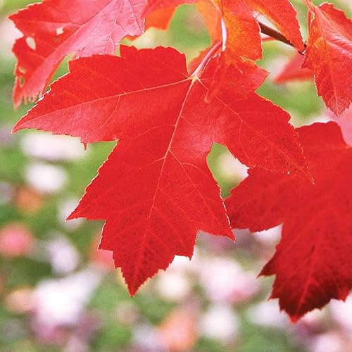 Miniatura 4 de QAUZUY GARDEN 20 semillas de arce rojo americano, semillas de árbol de pantano de agua suave, arce Acer Rubrum arce para el jardín del hogar,
