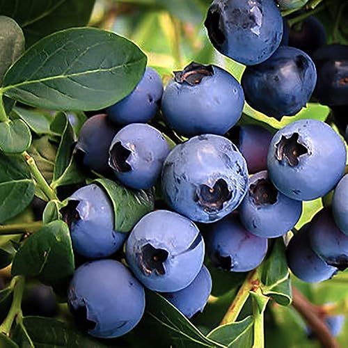 Miniatura 2 de Planta de arándanos Duke de 2.25 galones