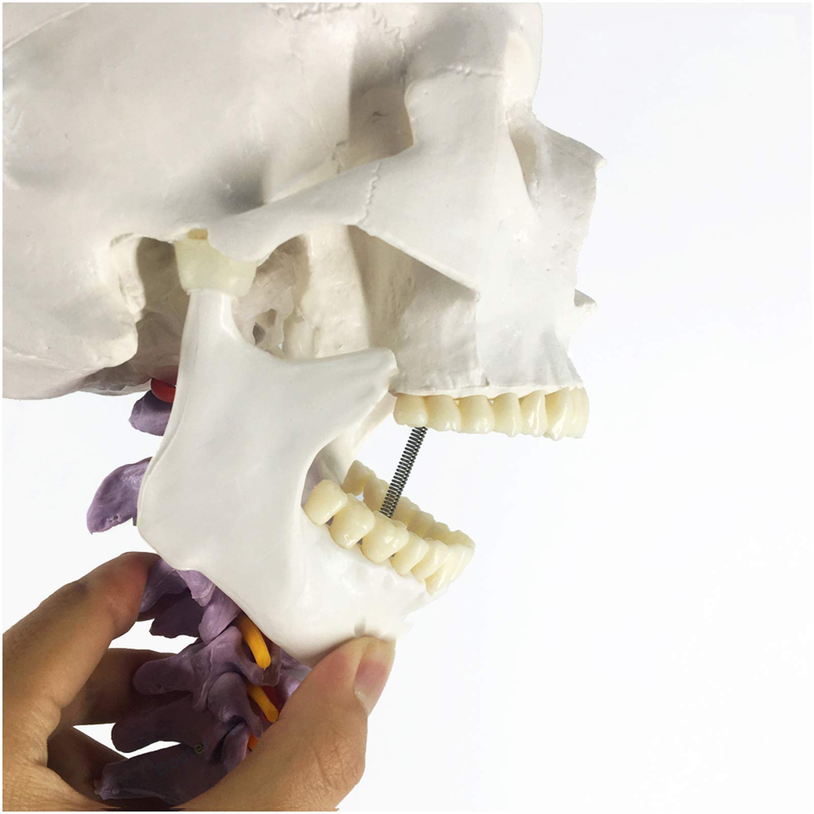 Sjdopulse A Dult Cervical Spine With Skull Model - Medical Natomical Human Spine Model - Life Size Human Skull Head Model With Cervical Spine For Stdudy Teaching (A)