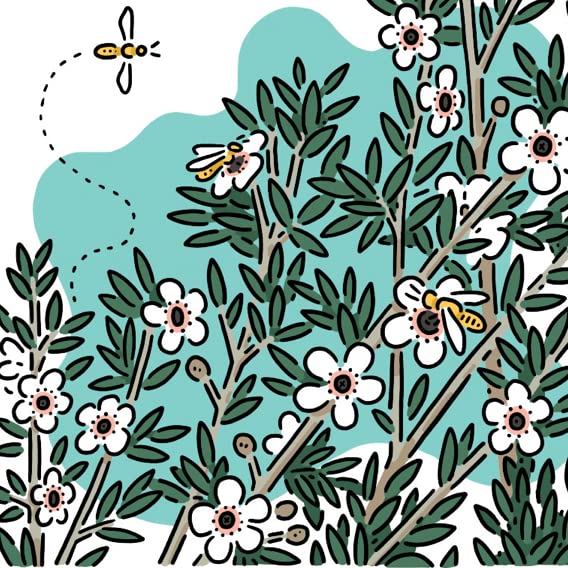 Aceite Esencial de Manuka 100% Puro y Natural 5 ml miniatura 6