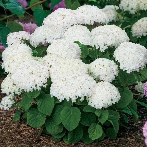 専用^_^新品未開封品hydrangea様バラメモまとめ売り Mphmi NCR Winter Plants Hydrangea Arborescens, Smooth Hydrangea