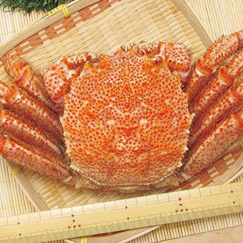 Amazon.co.jp: 毛ガニ 北海道産 1kg 1尾 特大 幻の巨大毛ガニ ギフト