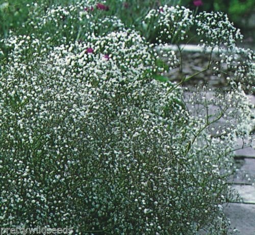 Gypsophila elegans Covent Garden Babys Breath 5,000-10,000,000 Seeds Wholesale (500g)