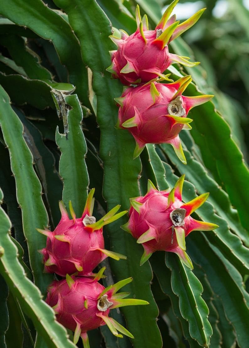 Greenworld Special Red Dragon Fruit Plant,Red Skin With Red flesh,(PACK OF 2) Healthy Live Plant Fruit After 1 Year (B0CBCZZZFJ) Amazon Price History, Amazon Price Tracker
