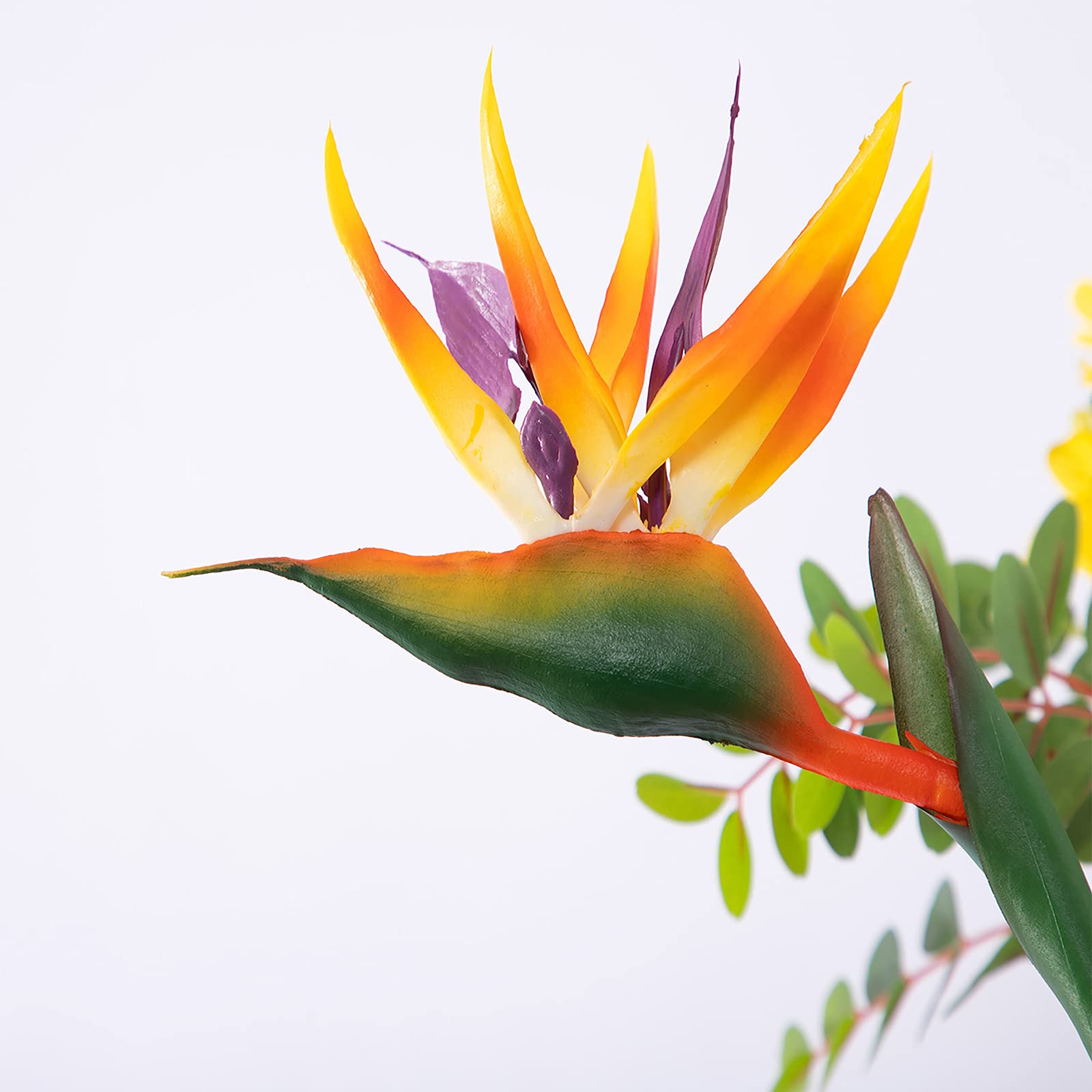 De Bloem Van De Paradijsvogel Stock Afbeelding - Image of bloei