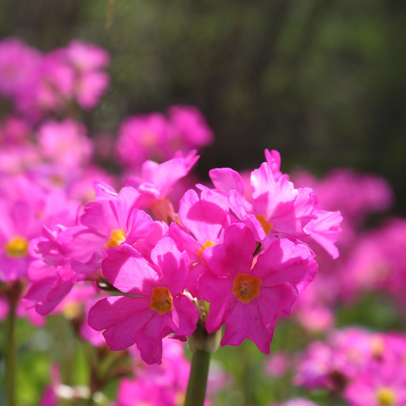 FROG-ISLAND violettrosa- SCHWIMMINSEL inklusive Pflanzen - REIHERSCHUTZ - 4er-Mix mit Pflanzinsel - QUALITÄTSSTAUDEN im Pflanzkorb - Frosch-Insel für Gartenteich