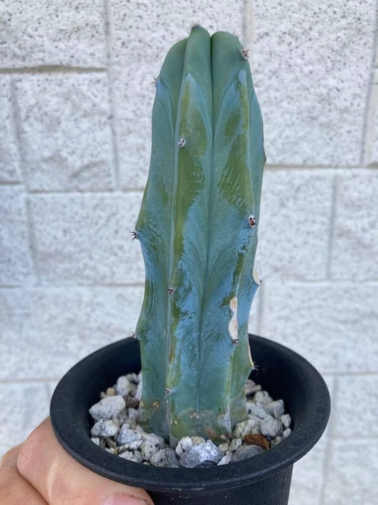 Amazon.co.jp: サボテン 竜神木 抜き苗 : ホビー