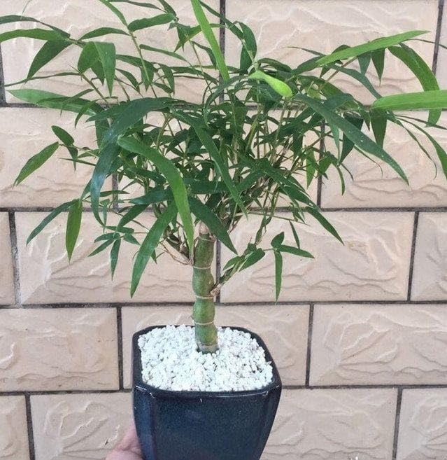 Buddha/Ghoti Bamboo Original Yellow Imported Healthy Plant Pack of 1-image-12