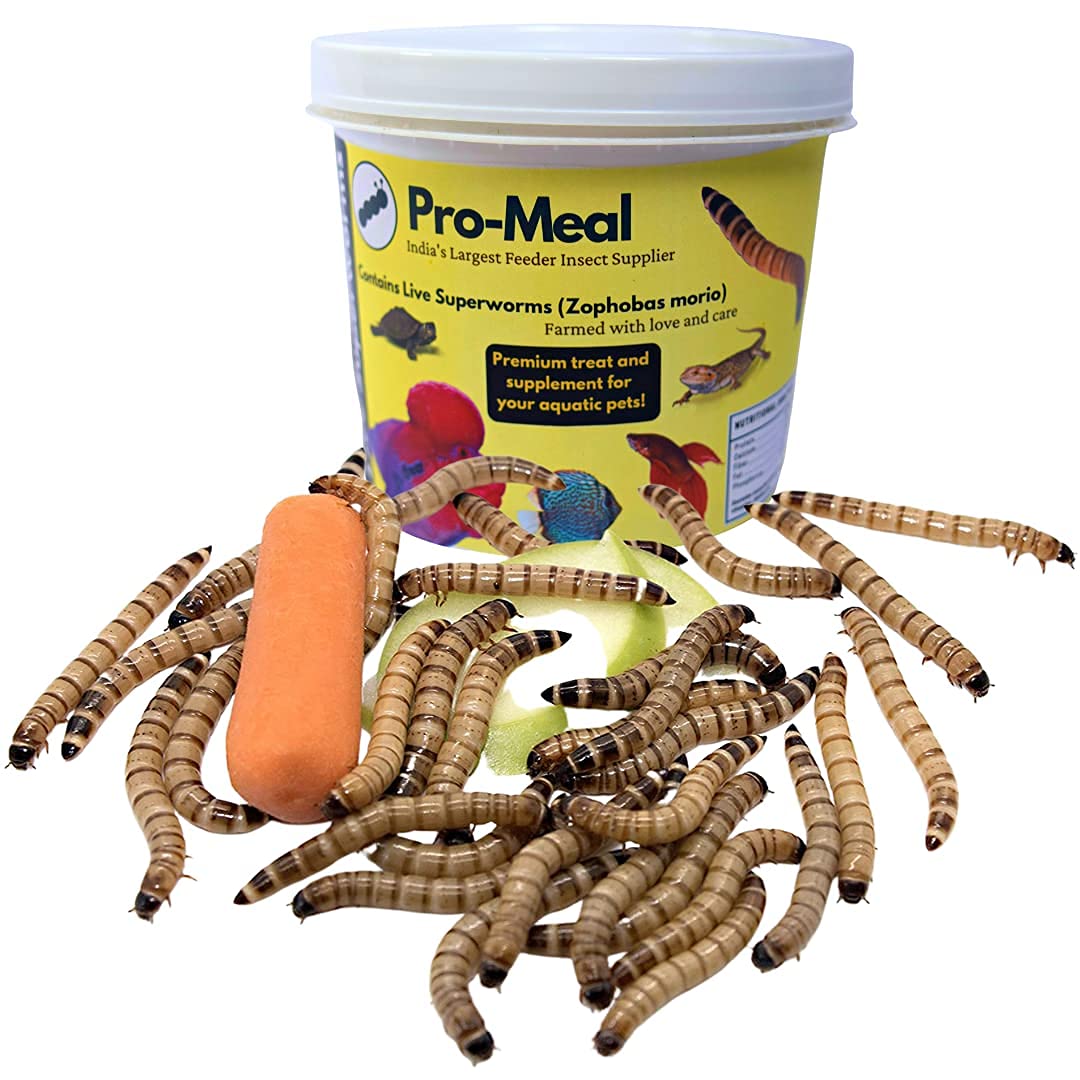 Pro-Meal Live Larvae Big Size Superworms - Hight Protien Treat Food For Aquarium Fishes Like Arowana, Flowerhorn And Birds, Reptiles, Monkeys And Other Pets (250 Larvae),All Life Stages, 1 Count