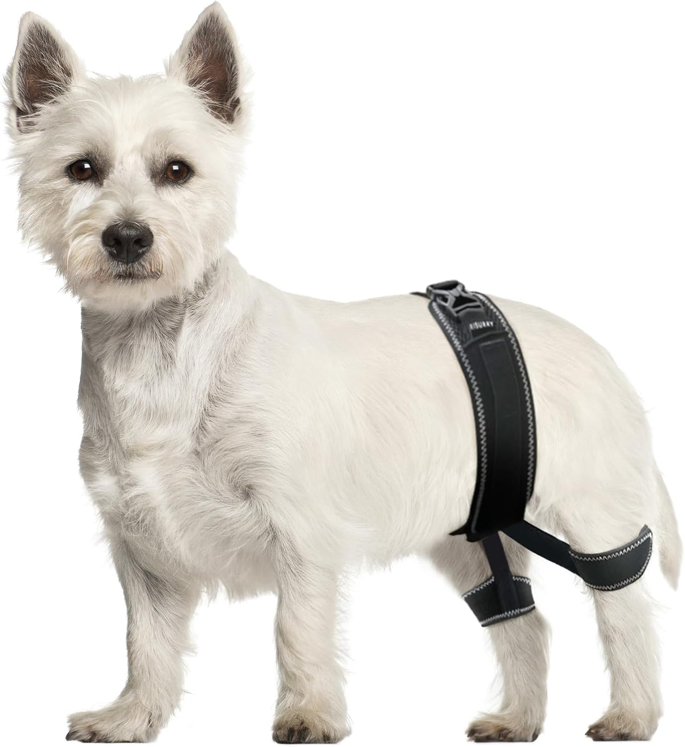 CHAMIN Dog Hip Brace – Support Harness for Hip Dysplasia, Joint Pain Relief, Prevents Hip Joint Issues, Orthopedic Support for Dogs(Small)