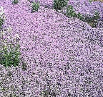 Thyme  61wKDT3GiYL._UF350,350_QL50_.jpg