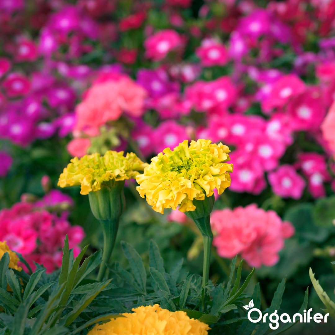 Flower Flüssigdünger - 3x1L - NPK 3-4-3 | Für Blühpflanzen - Fördert Wachstum Und Blütenfarbe - Organifer