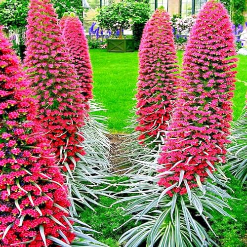 20 Seeds Tower of Jewels Echium Wildpretii Red Hummingbird Flower...