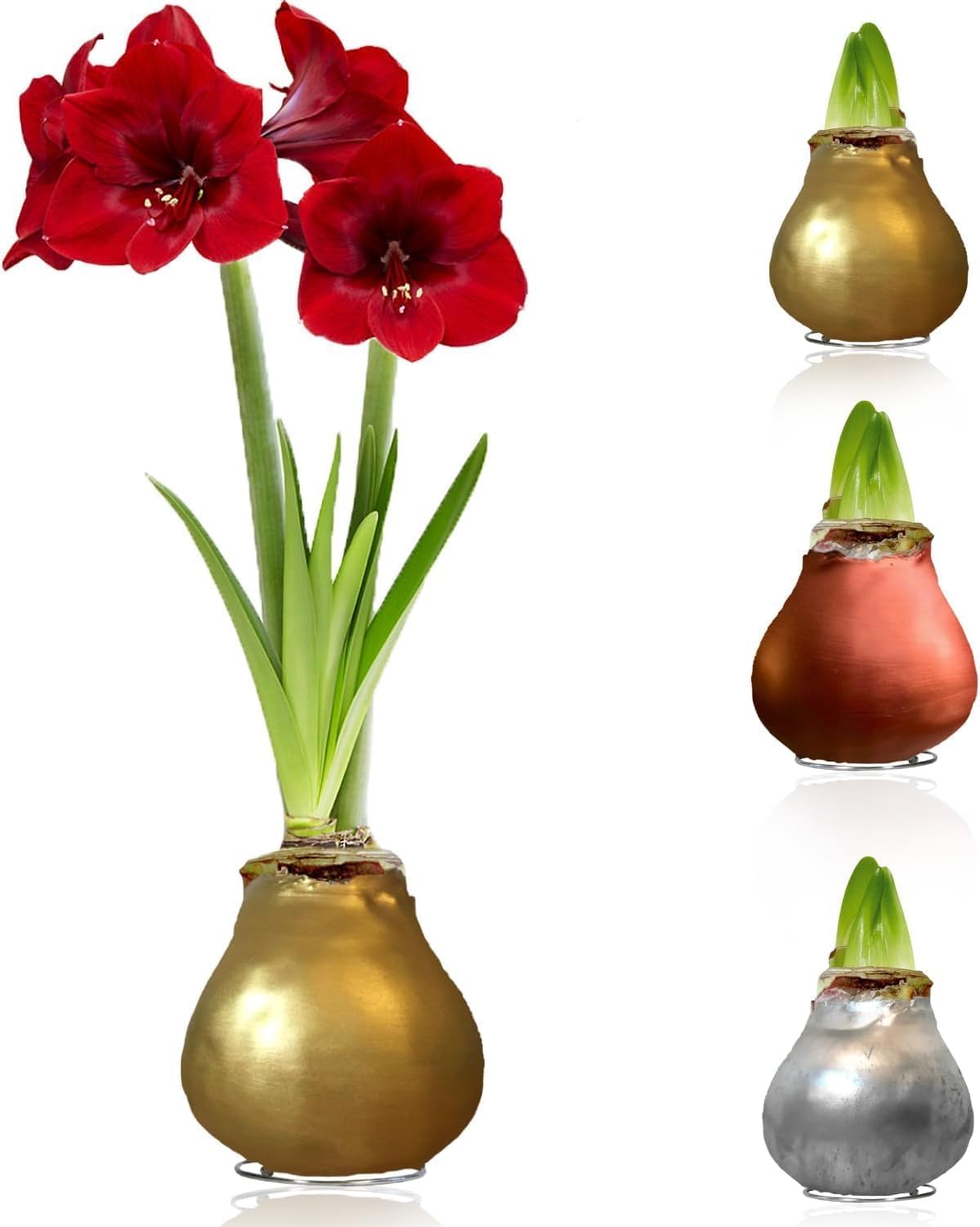 Bulbi di Amaryllis Cera Argento, Oro, Bronzo