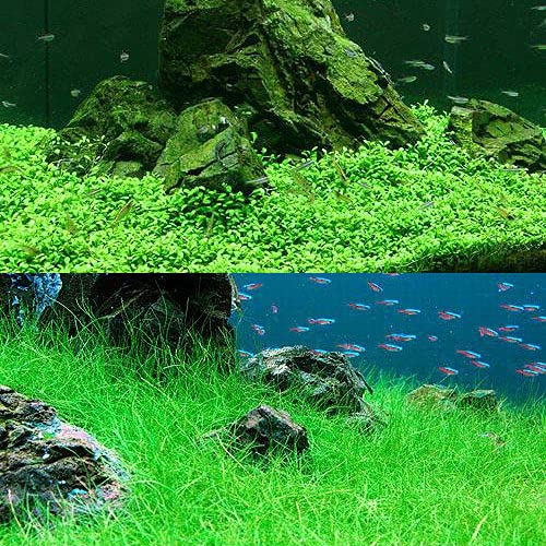 Amazon.co.jp: （水草）グロッソスティグマ（水中葉）（無農薬