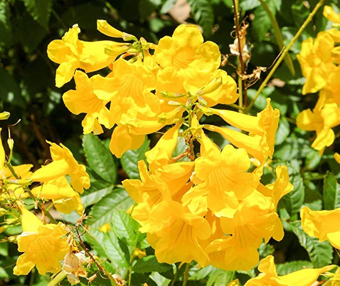 See full amazon price history chart for GREENLIVE TRADERS Rare Yellow Tecoma Tree Flower Live Plant GREENLIVE TRADERS Rare Yellow Tecoma Tree Flower Live Plant (B0BDFN4SXY) Amazon Price History, Amazon Price Tracker