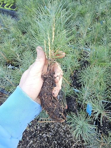 10-Pack Western RED Cedar Conifer Live Bare Root Tree, 10