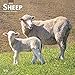 Calendario delle pecore 2022 – Deluxe 2022 – Calendario da parete con oltre 100 adesivi per calendario (animali da fattoria, articoli per ufficio)
