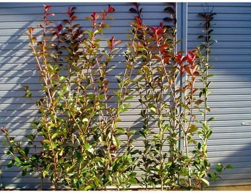 Amazon レッドロビン 樹高1 2m前後 10本セット 常緑 庭木 生垣 目隠し セイヨウカナメモチ 植木