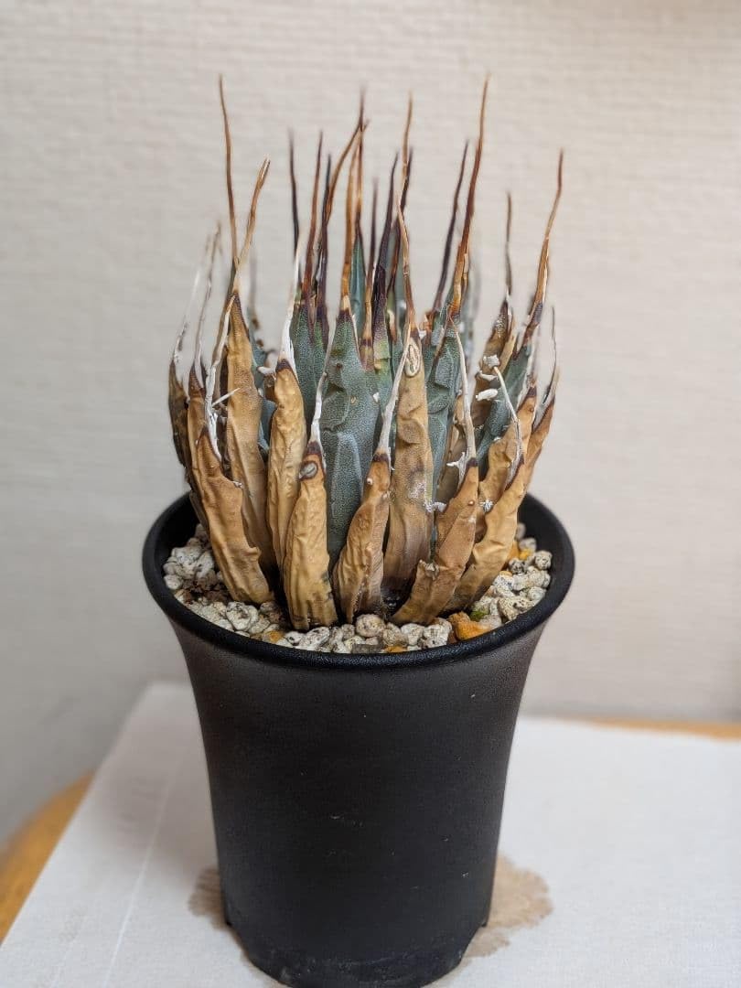 アガベ ユタエンシス エボリスピナ 鉢植え Amazon.co.jp: アガベ ユタエンシス エボリスピナ 鉢植え : DIY・工具