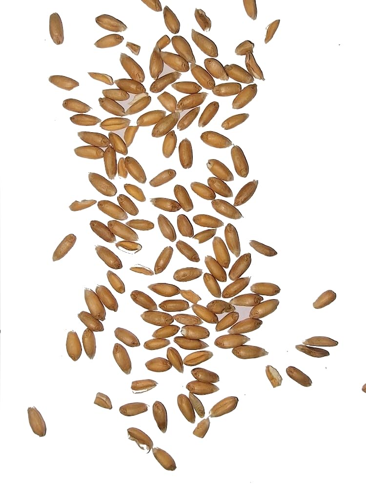 WIDU Bio Dinkel geeignet zum Backen Getreide Ganzes Korn 25 KG Getreidesack