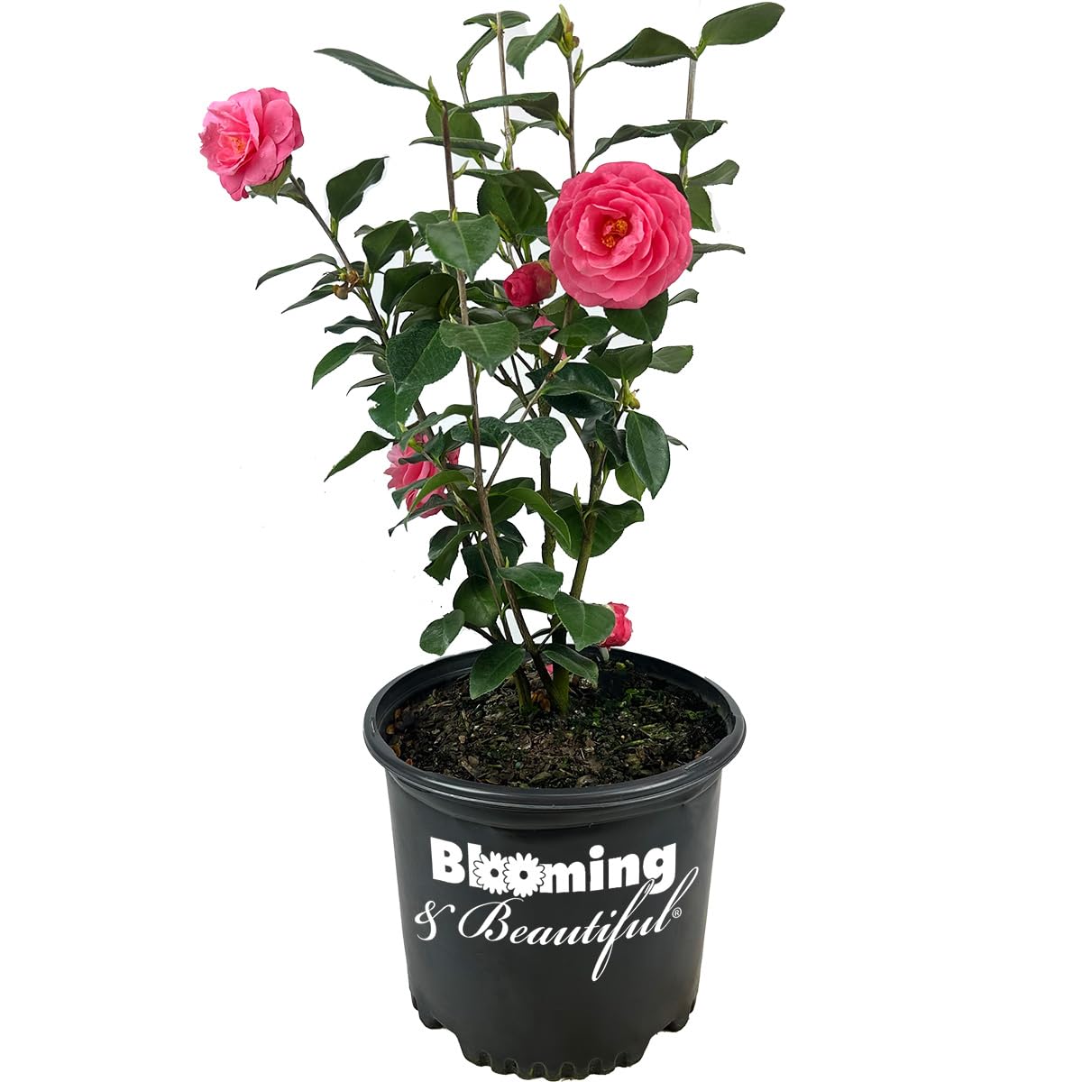 Jerry Hill Camellia - 3 Gal